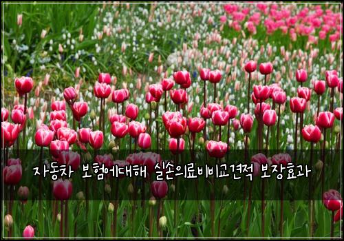 자동차 보험에대해 실손의료비비교견적 보장효과