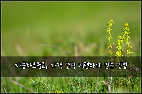 자동차보험료, 가격 견적 저렴하게 받는 방법