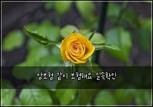 암보험 같이 보험해요 실속확인