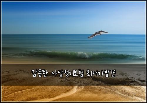 감동한 사망정기보험 최저가발견 