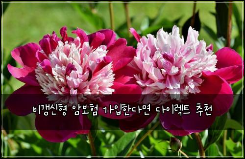 비갱신형 암보험 가입한다면  다이렉트 추천