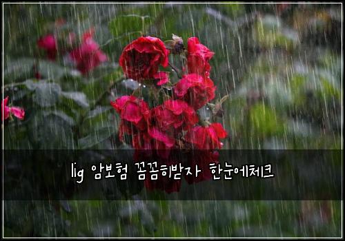 lig 암보험 꼼꼼히받자  한눈에체크