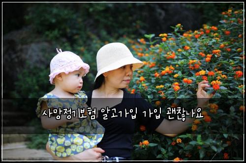 사망정기보험 알고가입  가입 괜찮나요