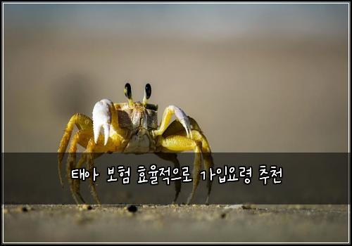 태아 보험 효율적으로  가입요령 추천
