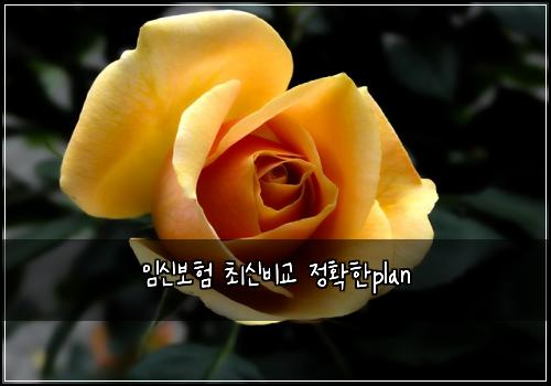 임신보험 최신비교  정확한plan