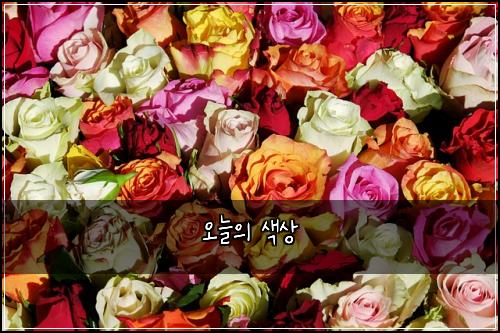 오늘의 색상
