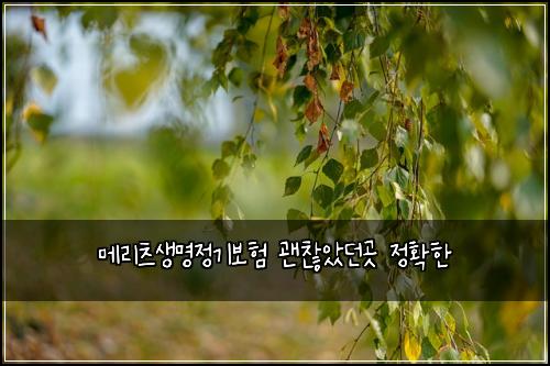 메리츠생명정기보험 괜찮았던곳  정확한