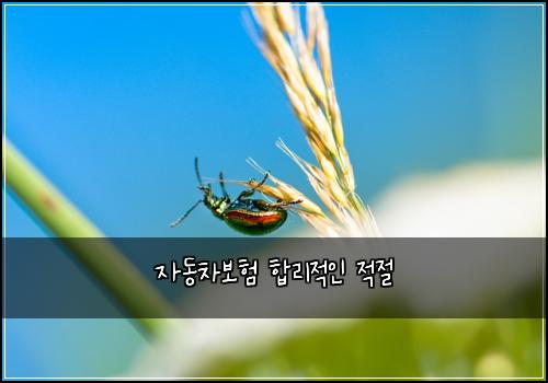 자동차보험 합리적인  적절