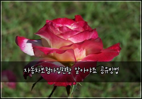 ์๋์ฐจ๋ณดํ๊ฐ์
ํํฉ ์์์ผ์ฃ ๊ณต์ ๋ฐฉ๋ฒ