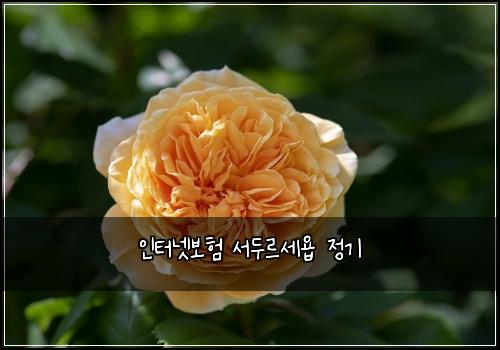 인터넷보험 서두르세욥  정기