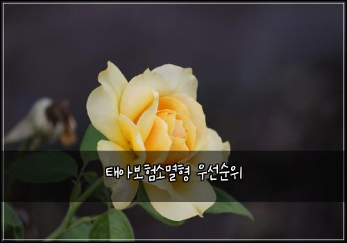 태아보험소멸형 우선순위