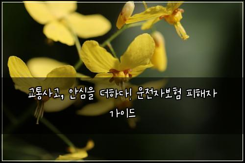 교통사고, 안심을 더하다! 운전자보험 피해자 가이드