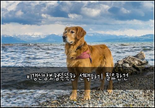 비갱신암보험똑똑한 선택하기 필요한건