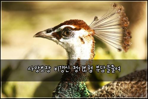 사망보장 비갱신 정기보험 부담을줄여 