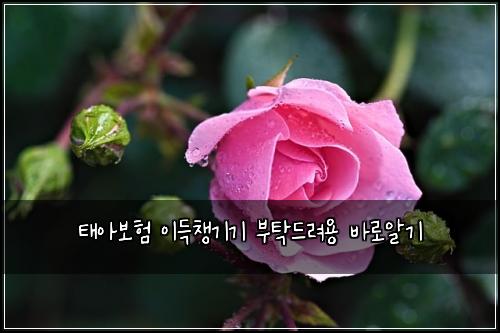 태아보험 이득챙기기  부탁드려용 바로알기