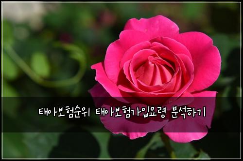 태아보험순위 태아보험가입요령 분석하기