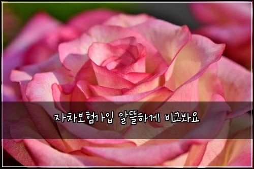 자차보험가입 알뜰하게 비교봐요
