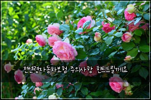 전연령자동차보험 주의사항  힌트드릴께요