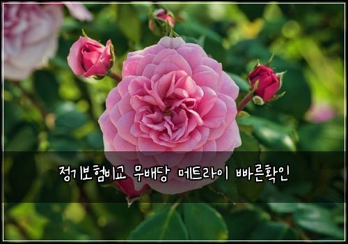 정기보험비교 무배당 메트라이 빠른확인