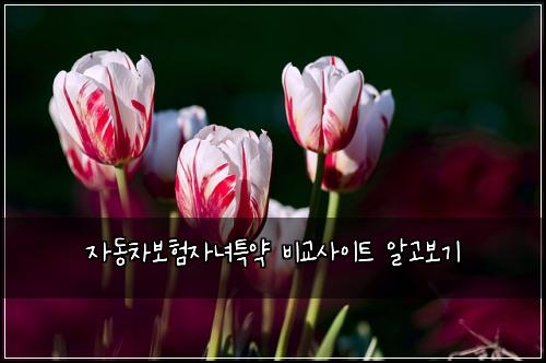 자동차보험자녀특약 비교사이트 알고보기