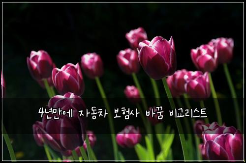 4년만에 자동차 보험사 바꿈 비교리스트