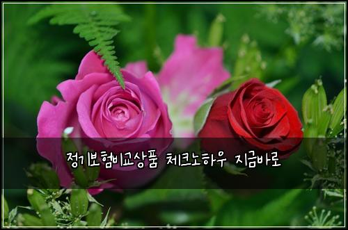 정기보험비교상품 체크노하우 지금바로
