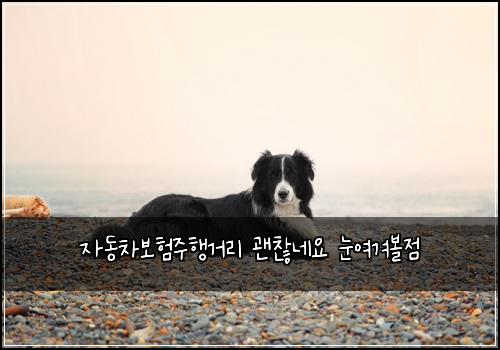 자동차보험주행거리 괜찮네요 눈여겨볼점