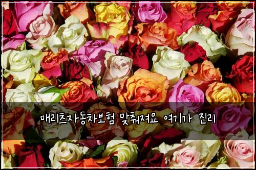 매리츠자동차보험 맞춰져요  여기가 진리