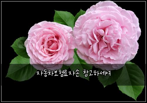 ์๋์ฐจ๋ณดํ๋ฃ์์ ์ฐธ๊ณ ํ์ธ์ฌ