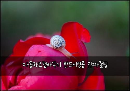 자동차보험바꾸기 반드시성공 진짜꿀팁