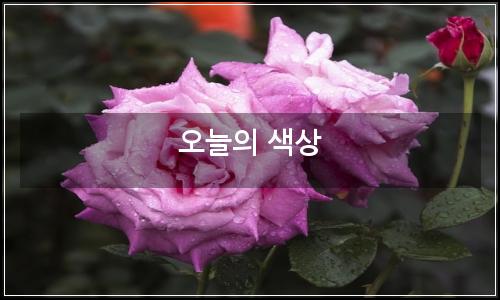 오늘의 이미지