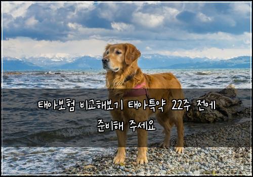 태아보험 비교해보기  태아특약 22주 전에 준비해 주세요