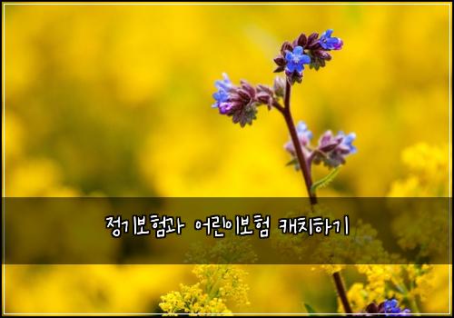 정기보험과 어린이보험 캐치하기