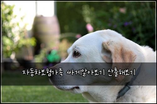 자동차보험가족 싸게알아보기 산출해보기