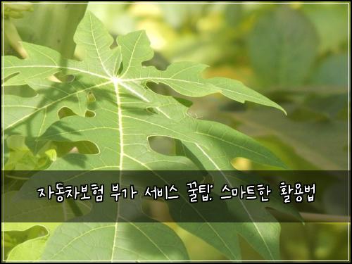 자동차보험 부가 서비스 꿀팁: 스마트한 활용법