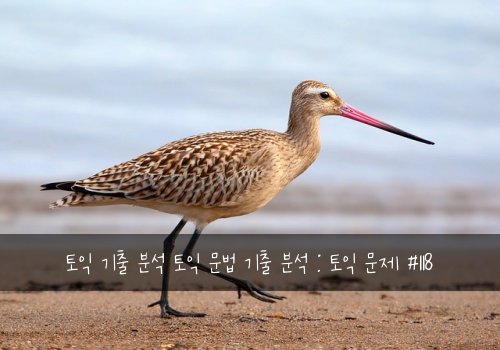 토익 기출 분석 토익 문법 기출 분석 : 토익 문제 #118