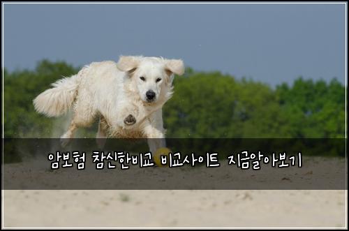 암보험 참신한비교  비교사이트 지금알아보기