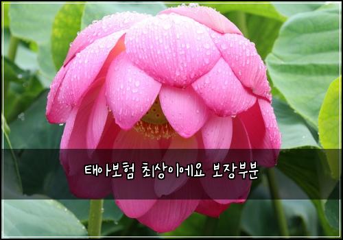 태아보험 최상이에요  보장부분