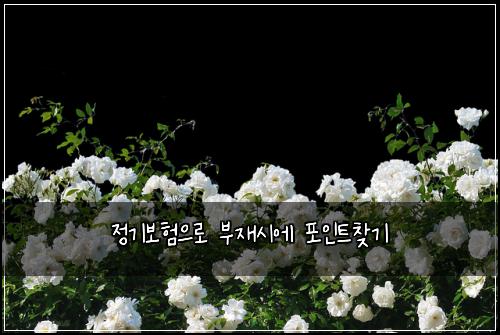 정기보험으로 부재시에 포인트찾기