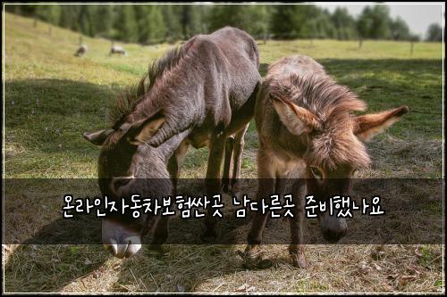 온라인자동차보험싼곳 남다른곳 준비했나요