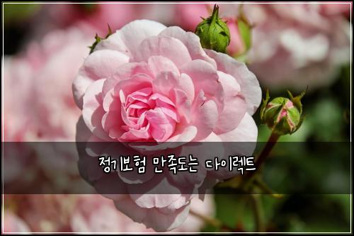 정기보험 만족도는  다이렉트