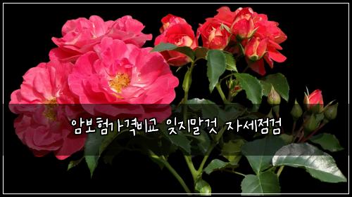 암보험가격비교 잊지말것 자세점검