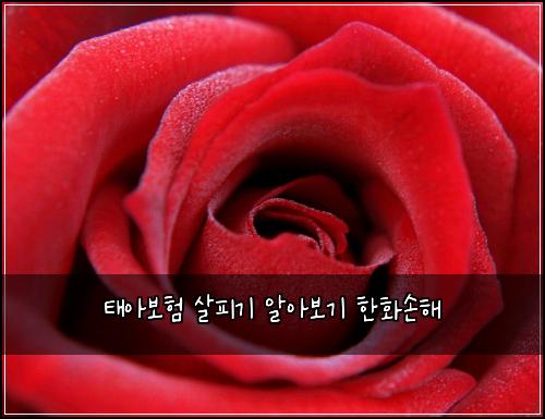 태아보험 살피기  알아보기 한화손해