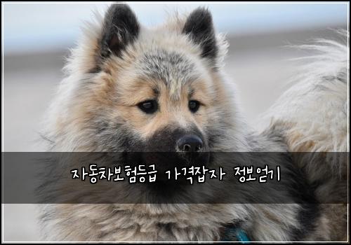 자동차보험등급 가격잡자 정보얻기