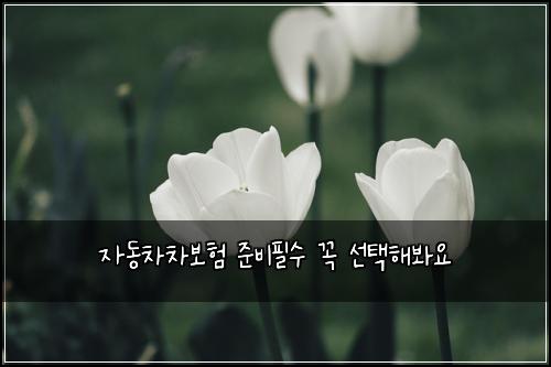 자동차차보험 준비필수  꼭 선택해봐요