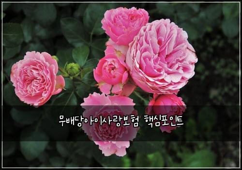 ๋ฌด๋ฐฐ๋น์์ด์ฌ๋๋ณดํ ํต์ฌํฌ์ธํธ