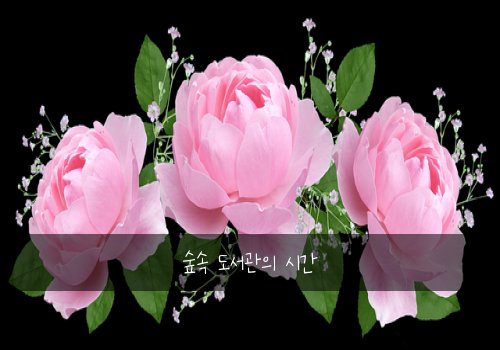 숲속 도서관의 시간