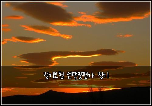 정기보험 선택및평가  정기