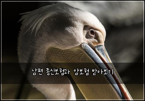 ๋จํธ ์ข
์ ๋ณดํ๊ณผ ์๋ณดํ ๋ฐ์๋ณด๊ธฐ