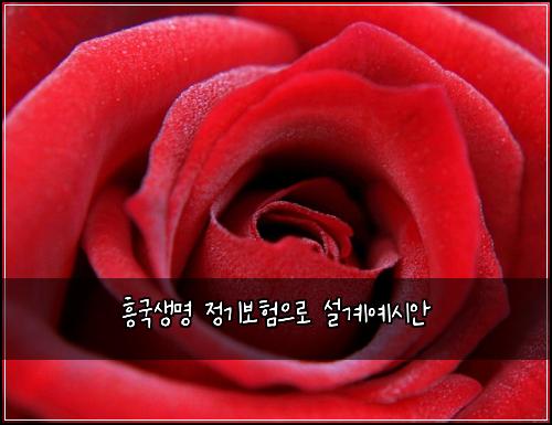 흥국생명 정기보험으로 설계예시안